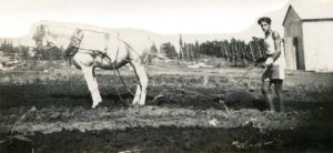 1933, ישראל ביטמן בן ה 22, זמן לא-רב לאחר עלותו ארצה, חורש בשדות קיבוצו דאז, כפר החורש. ב 1952 הוא עקר לקיבוץ יפעת שזה אך הוקם.