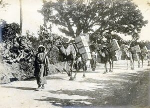 1912, שיירת גמלים נושאת מטען תפוזים עושה דרכה אל הנמל, עץ שיקמים עצום-ממדים ברקע. ראוי לציין כי בכל התקופה שלפני מלחמת העולם הראשונה היה הגמל אמצעי ההובלה הראשון במעלה אל הנמל וממנו, יתר על כן, עד ראשיתה של המאה ה 20, הוא היה למעשה גם היחיד. תצלום מקורי של ליאו קאהן ממסעו לארץ ישראל בשליחות העיתון היהודי של וינה מאותה שנה.