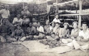 אפריל 1926, השחלת עלי טבק ליבוש במקוה ישראל. 
מן הראוי להתיחס לבולמוס גידול הטבק ש"תקף" את היישוב בשנים הללו, ועל אף הכישלון וההתפכחות, כדאי לתת את הדעת להשלכות ההישגים והדינמיקה החדשה בהתפתחות ההתישבות בכלל, שחותם חלוצי העליה הרביעית טבוע בהם, ועל כך, בהרחבה, בנספח.