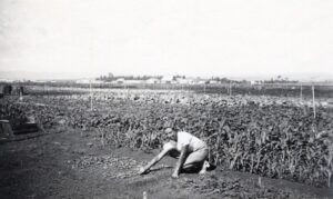 בעבודה בגן הירק בקיבוץ רודגס (Rodges) על אדמות זלפנדי (Salvendi) שליד פתח תקוה, מאי 1937. 
חדי-עין יוכלו להבחין כי החלוצה נועלת נעלי עקב לבנות ....